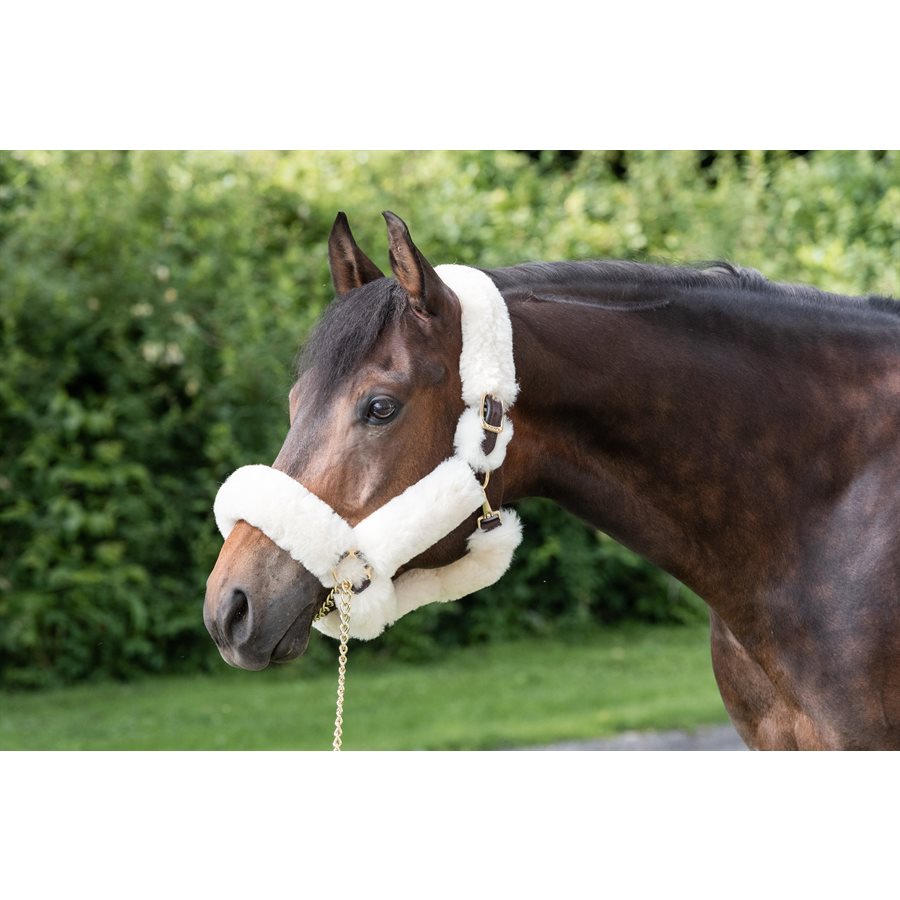 Perris Track Leather Show Halter Snap 