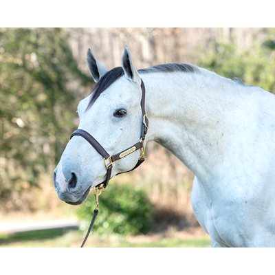 White Average Horse size leather halter with white stitching. main image 0