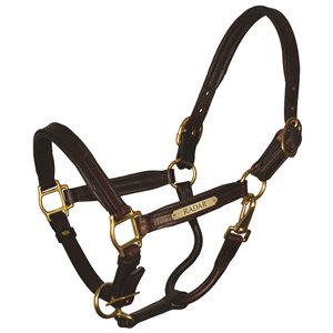 HORSE HAVANA / BROWN PADDED LEATHER HALTER W / PLATE