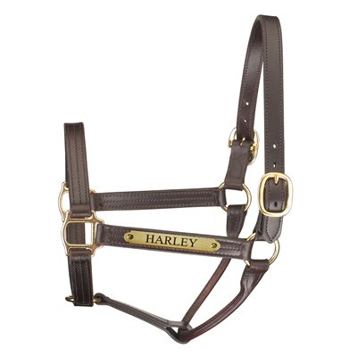 HAVANA COB PREMIUM TRACK HALTER W / PLATE