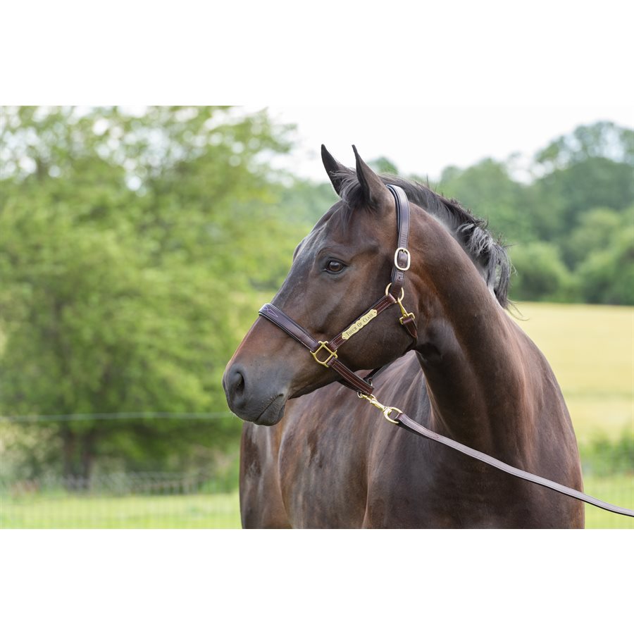 White Average Horse size leather halter with white stitching. main image 1