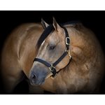 1" COB HAVANA TURNOUT HALTER